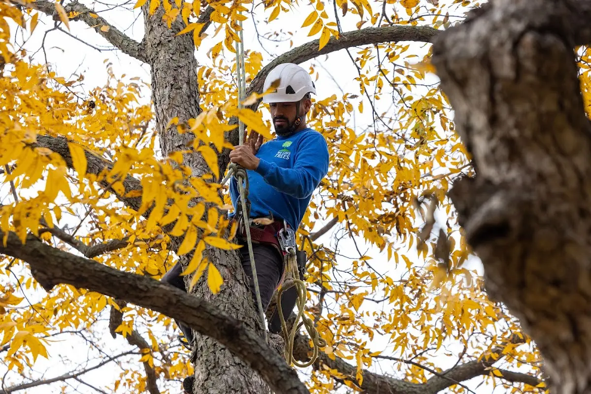 Skilled Tree Transplanting crew working in Mount Morris